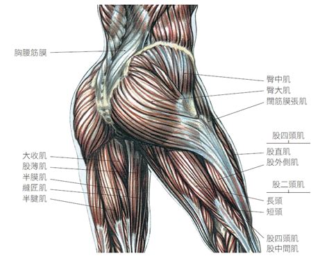 屁股位置|臀部肌肉分布